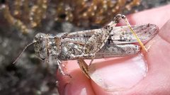 Trimerotropis huroniana by (c) Steven Joyner, some rights reserved (CC BY), uploaded by Steven Joyner. Used under a CC-BY license.