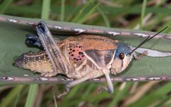 Brachystola magna by (c) Don Loarie, some rights reserved (CC BY), uploaded by Don Loarie. Used under a CC-BY license.