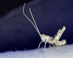 Tanaocerus koebelei by (c) Bob Miller, some rights reserved (CC BY), uploaded by Bob Miller. Used under a CC-BY license.