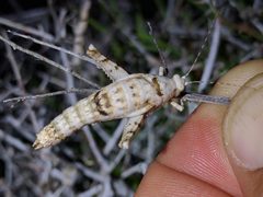 Tanaocerus koebelei by (c) Ken-ichi Ueda, some rights reserved (CC BY), uploaded by Ken-ichi Ueda. Used under a CC-BY license.