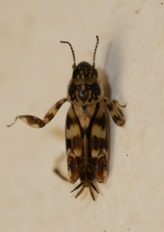 Ellipes monticolus by (c) Toby, some rights reserved (CC BY), uploaded by Toby. Used under a CC-BY license.