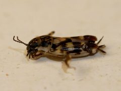 Ellipes monticolus by (c) Toby, some rights reserved (CC BY), uploaded by Toby. Used under a CC-BY license.