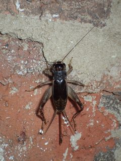Velarifictorus micado by (c) John P Friel, some rights reserved (CC BY), uploaded by John P Friel. Used under a CC-BY license.