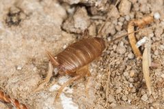 Myrmecophilus oregonensis by (c) Ken-ichi Ueda, some rights reserved (CC BY). Used under a CC-BY license.