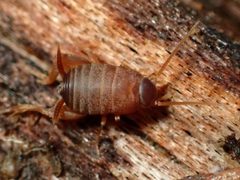 Myrmecophilus oregonensis by (c) Cricket Raspet, some rights reserved (CC BY), uploaded by Cricket Raspet. Used under a CC-BY license.