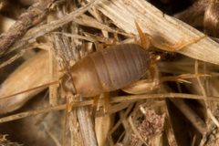 Myrmecophilus oregonensis by (c) Ken-ichi Ueda, some rights reserved (CC BY), uploaded by Ken-ichi Ueda. Used under a CC-BY license.