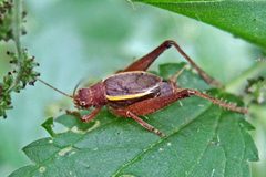 Hapithus agitator by (c) Bill Keim, some rights reserved (CC BY). Used under a CC-BY license.