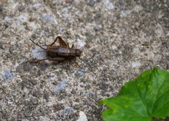 Allonemobius fasciatus by (c) Tim Hite, some rights reserved (CC BY), uploaded by Tim Hite. Used under a CC-BY license.