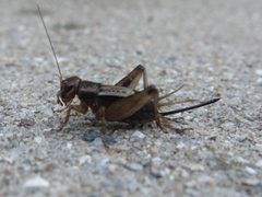 Allonemobius fasciatus by (c) Even Dankowicz, some rights reserved (CC BY), uploaded by Even Dankowicz. Used under a CC-BY license.