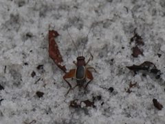 Pictonemobius by (c) 116916927065934112165, some rights reserved (CC BY), uploaded by 116916927065934112165. Used under a CC-BY license.