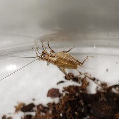 Anaxipha fultoni by (c) Arturo Santos, some rights reserved (CC BY), uploaded by Arturo Santos. Used under a CC-BY license.