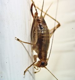 Anaxipha exigua by (c) Zachary Dankowicz, some rights reserved (CC BY), uploaded by Zachary Dankowicz. Used under a CC-BY license.