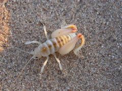 Macrobaenetes by (c) Bob Miller, some rights reserved (CC BY). Used under a CC-BY license.