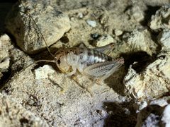 Cnemotettix spinulus by (c) william_hoyer, some rights reserved (CC BY). Used under a CC-BY license.