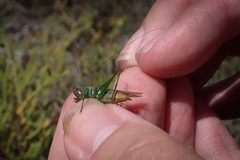 Conocephalus spinosus by (c) Madeleine Claire, some rights reserved (CC BY), uploaded by Madeleine Claire. Used under a CC-BY license.