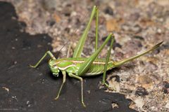 Eremopedes bilineatus by (c) Ken-ichi Ueda, some rights reserved (CC BY), uploaded by Ken-ichi Ueda. Used under a CC-BY license.
