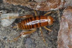 Phrixocnemis truculentus by (c) Matt Berger, some rights reserved (CC BY), uploaded by Matt Berger. Used under a CC-BY license.
