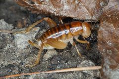 Phrixocnemis truculentus by (c) Matt Berger, some rights reserved (CC BY), uploaded by Matt Berger. Used under a CC-BY license.