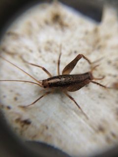 Pristoceuthophilus cercalis by (c) Lena Dietz Chiasson, some rights reserved (CC BY), uploaded by Lena Dietz Chiasson. Used under a CC-BY license.
