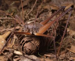 Tropidischiinae by (c) Will Brown, some rights reserved (CC BY). Used under a CC-BY license.