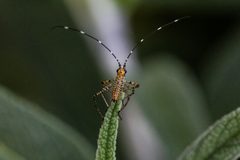 Scudderia mexicana by (c) siamesepuppy, some rights reserved (CC BY). Used under a CC-BY license.