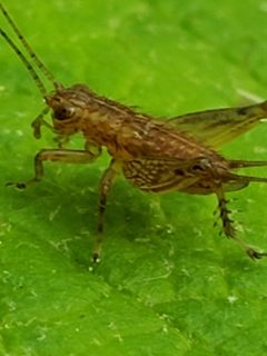 Falcicula hebardi by (c) Mark Richman, some rights reserved (CC BY), uploaded by Mark Richman. Used under a CC-BY license.