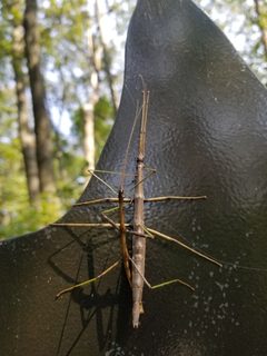 Diapheromeridae by (c) Jason E. Farabaugh, some rights reserved (CC BY), uploaded by Jason E. Farabaugh. Used under a CC-BY license.