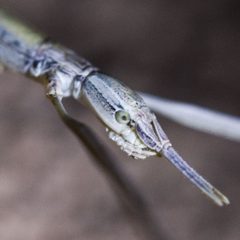 Parabacillus coloradus by (c) Ken-ichi Ueda, some rights reserved (CC BY), uploaded by Ken-ichi Ueda. Used under a CC-BY license.