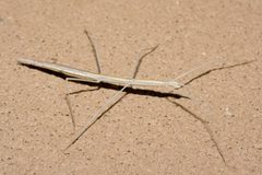 Parabacillus coloradus by (c) Ken-ichi Ueda, some rights reserved (CC BY), uploaded by Ken-ichi Ueda. Used under a CC-BY license.