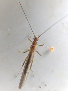 Despaxia augusta by (c) Trevor Van Loon, some rights reserved (CC BY), uploaded by Trevor Van Loon. Used under a CC-BY license.