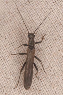 Paraleuctra vershina by (c) Trevor Van Loon, some rights reserved (CC BY), uploaded by Trevor Van Loon. Used under a CC-BY license.