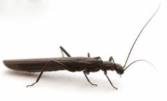 Paraleuctra vershina by no rights reserved, uploaded by Mike Palmer. Used under a CC0 license.