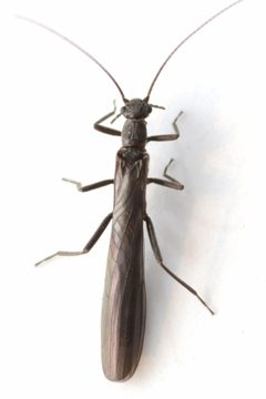 Paraleuctra vershina by no rights reserved, uploaded by Mike Palmer. Used under a CC0 license.