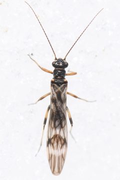 Ostrocerca by (c) Trevor Van Loon, some rights reserved (CC BY), uploaded by Trevor Van Loon. Used under a CC-BY license.