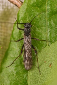 Zapada columbiana by (c) Trevor Van Loon, some rights reserved (CC BY), uploaded by Trevor Van Loon. Used under a CC-BY license.