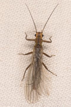 Sweltsa coloradensis by (c) Trevor Van Loon, some rights reserved (CC BY), uploaded by Trevor Van Loon. Used under a CC-BY license.