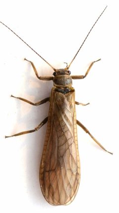 Yoraperla nigrisoma by no rights reserved, uploaded by Mike Palmer. Used under a CC0 license.
