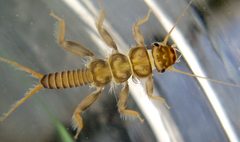 Acroneuria by (c) Dave Huth, some rights reserved (CC BY). Used under a CC-BY license.
