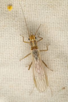 Isoperla marmorata by (c) Trevor Van Loon, some rights reserved (CC BY), uploaded by Trevor Van Loon. Used under a CC-BY license.