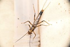 Megarcys subtruncata by (c) Trevor Van Loon, some rights reserved (CC BY), uploaded by Trevor Van Loon. Used under a CC-BY license.