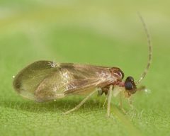 Polypsocus corruptus by (c) skitterbug, some rights reserved (CC BY), uploaded by skitterbug. Used under a CC-BY license.