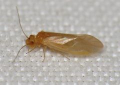 Caeciliusinae by (c) Nick Block, some rights reserved (CC BY), uploaded by Nick Block. Used under a CC-BY license.