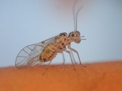 Teliapsocus conterminus by (c) Trevor Van Loon, some rights reserved (CC BY), uploaded by Trevor Van Loon. Used under a CC-BY license.