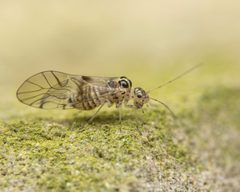 Teliapsocus conterminus by (c) Zachary Dankowicz, some rights reserved (CC BY), uploaded by Zachary Dankowicz. Used under a CC-BY license.