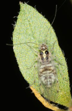 Teliapsocus conterminus by no rights reserved, uploaded by Jesse Rorabaugh. Used under a CC0 license.