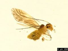 Valenzuela flavidus by (c) Donald Hobern, some rights reserved (CC BY). Used under a CC-BY license.