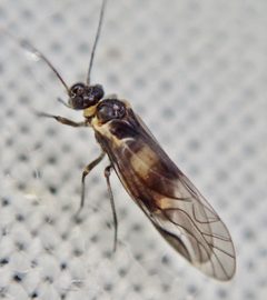 Elipsocus hyalinus by (c) Paul Cook, some rights reserved (CC BY), uploaded by Paul Cook. Used under a CC-BY license.