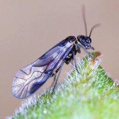 Elipsocus by (c) Barry Walter, some rights reserved (CC BY), uploaded by Barry Walter. Used under a CC-BY license.