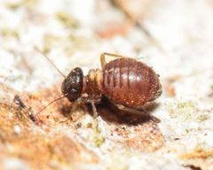 Reuterella helvimacula by (c) Emanuel Kern, some rights reserved (CC BY), uploaded by Emanuel Kern. Used under a CC-BY license.