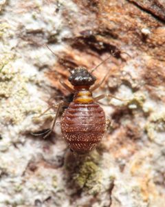 Reuterella helvimacula by (c) Emanuel Kern, some rights reserved (CC BY), uploaded by Emanuel Kern. Used under a CC-BY license.